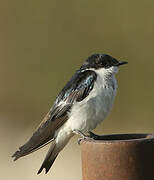 Blue-and-white Swallow