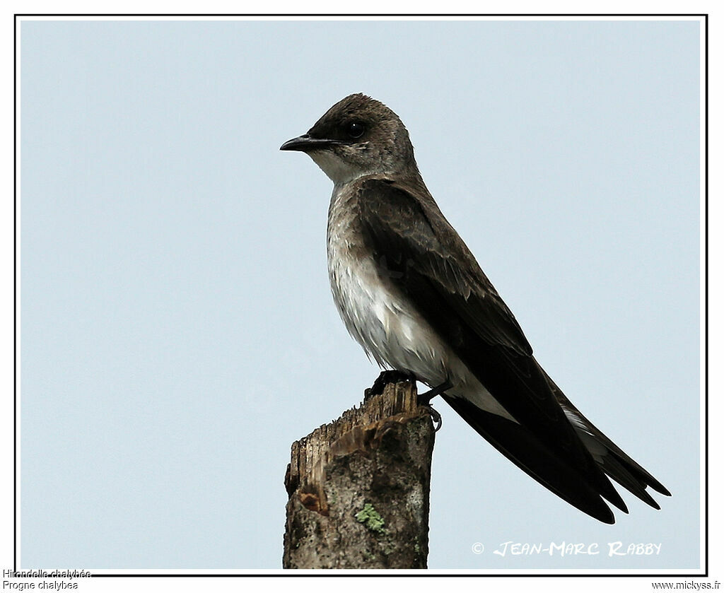 Hirondelle chalybée, identification