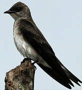 Grey-breasted Martin