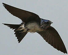 Grey-breasted Martin