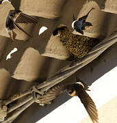 Common House Martin