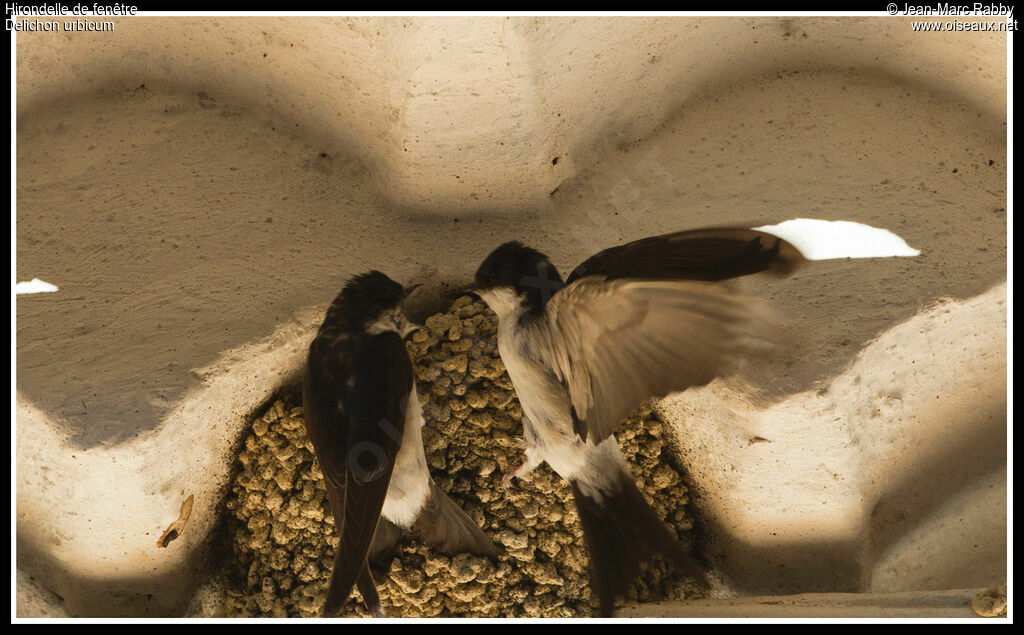 Common House Martin, identification, Reproduction-nesting