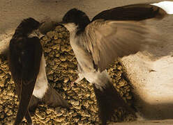 Common House Martin