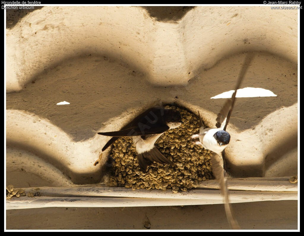 Western House Martin, identification