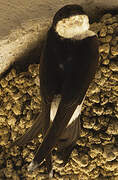 Western House Martin