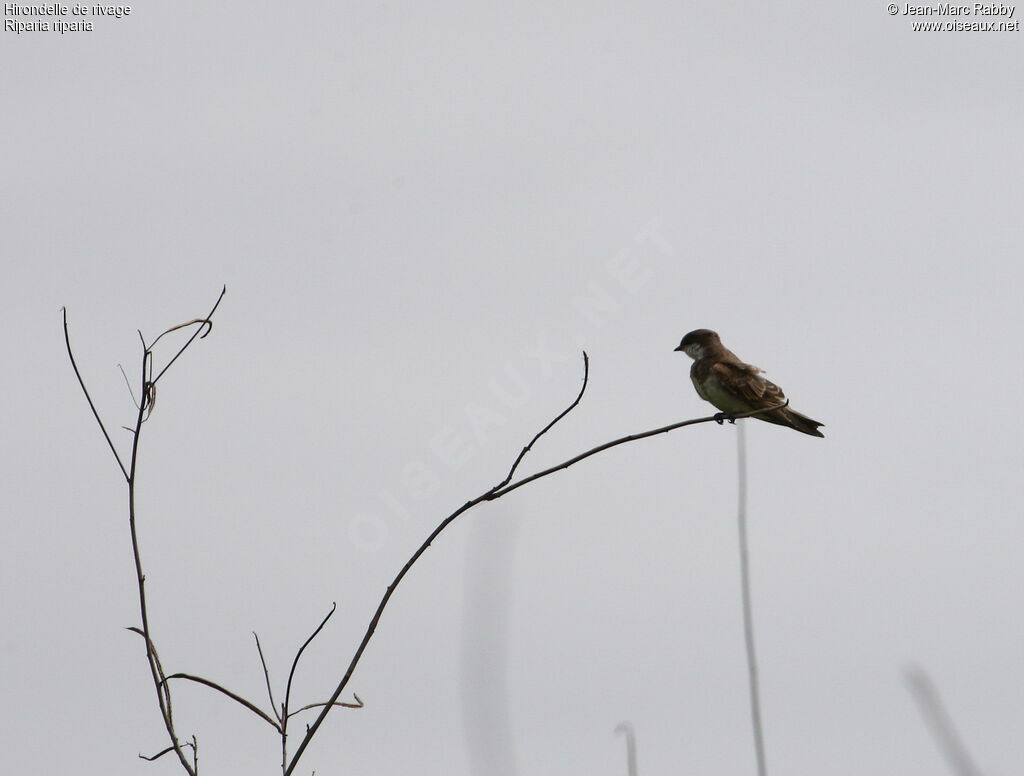 Sand Martin