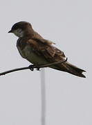 Sand Martin