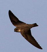 Sand Martin