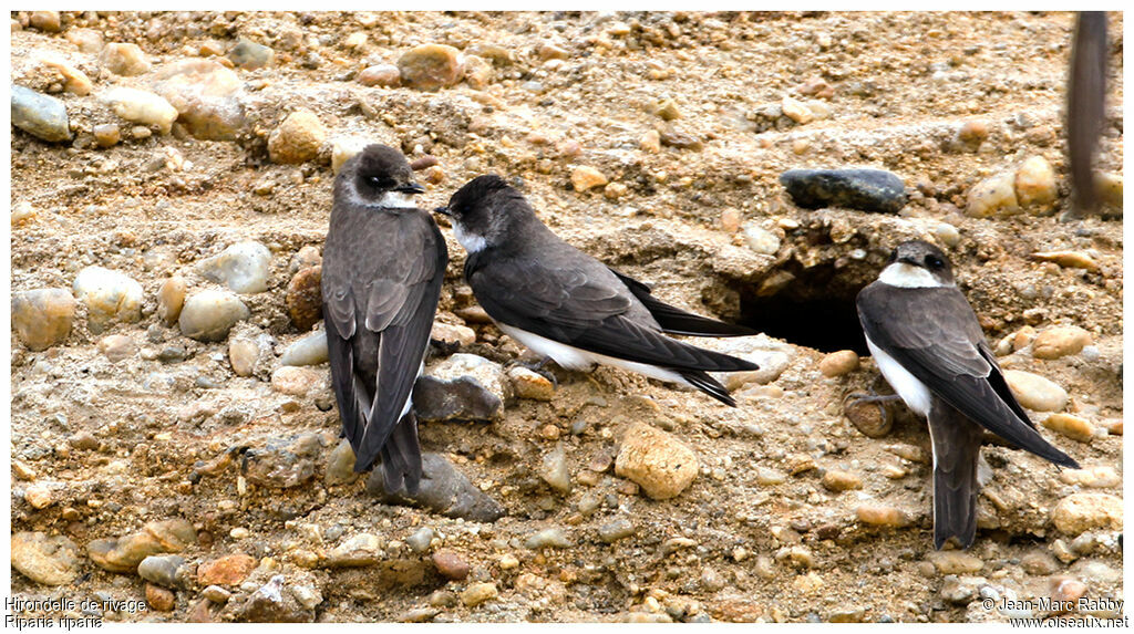 Hirondelle de rivage , identification, Nidification