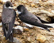 Sand Martin