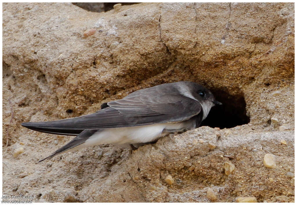 Sand Martinadult, Reproduction-nesting