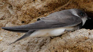 Sand Martin