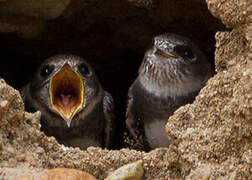 Sand Martin