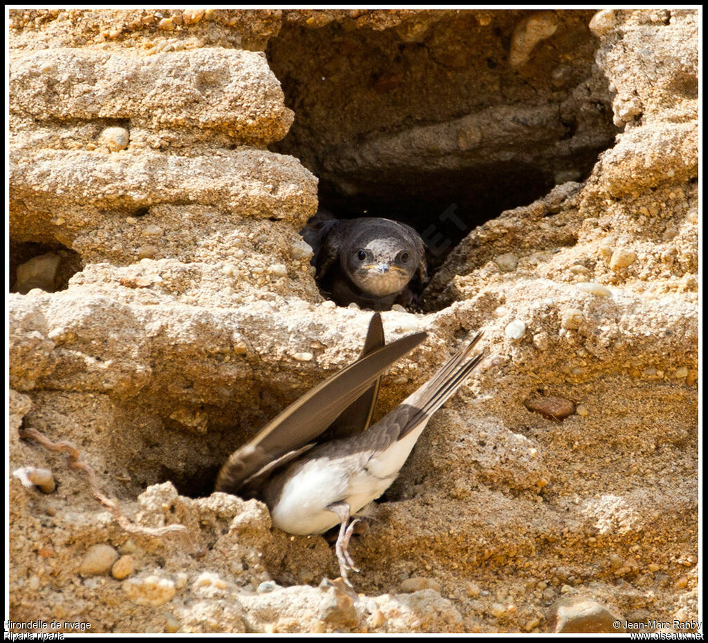 Hirondelle de rivage, identification