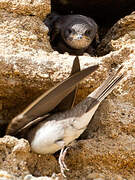 Sand Martin