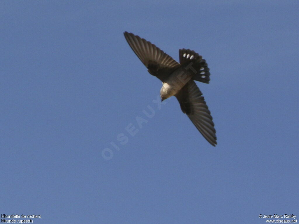 Hirondelle de rochers