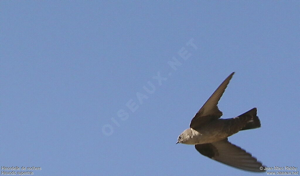 Eurasian Crag Martin