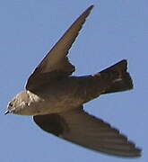 Eurasian Crag Martin