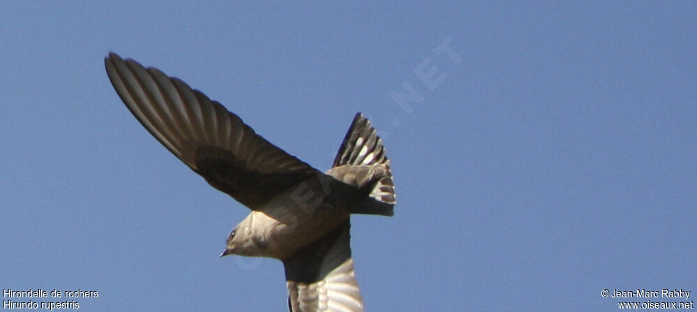 Eurasian Crag Martin