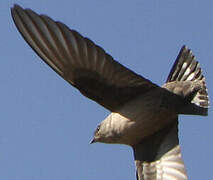 Eurasian Crag Martin