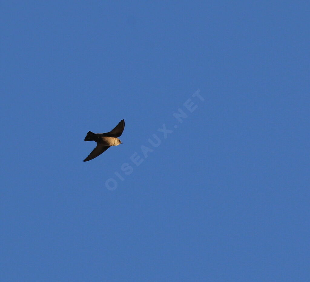 Eurasian Crag Martin