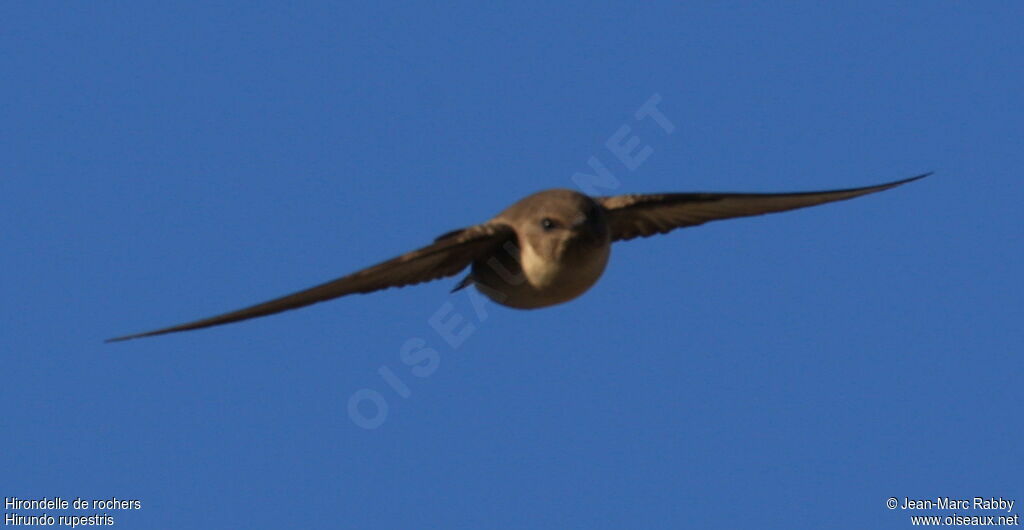 Eurasian Crag Martin