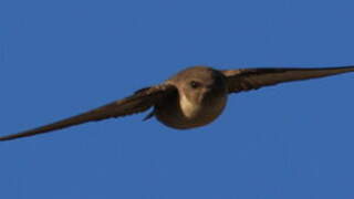 Eurasian Crag Martin