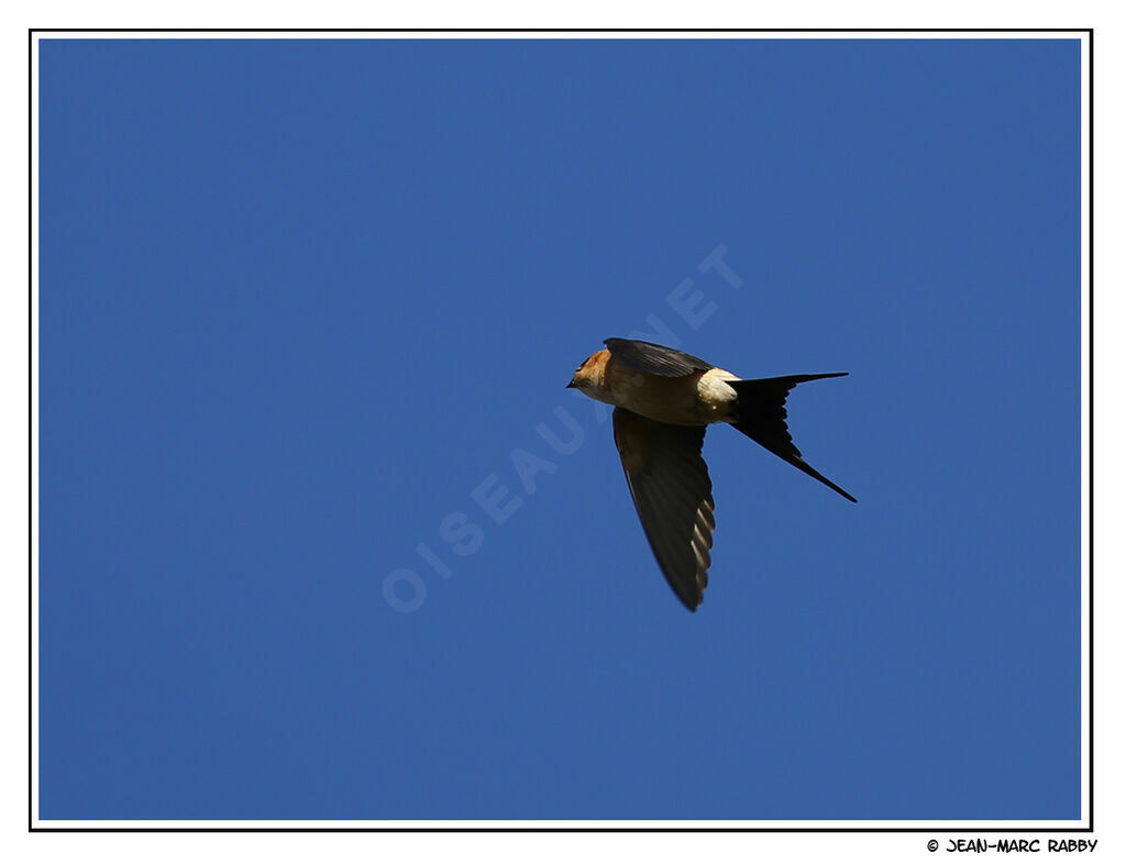 Red-rumped Swallow, Flight