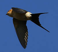 Red-rumped Swallow