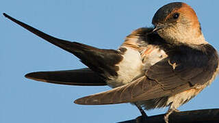 Red-rumped Swallow