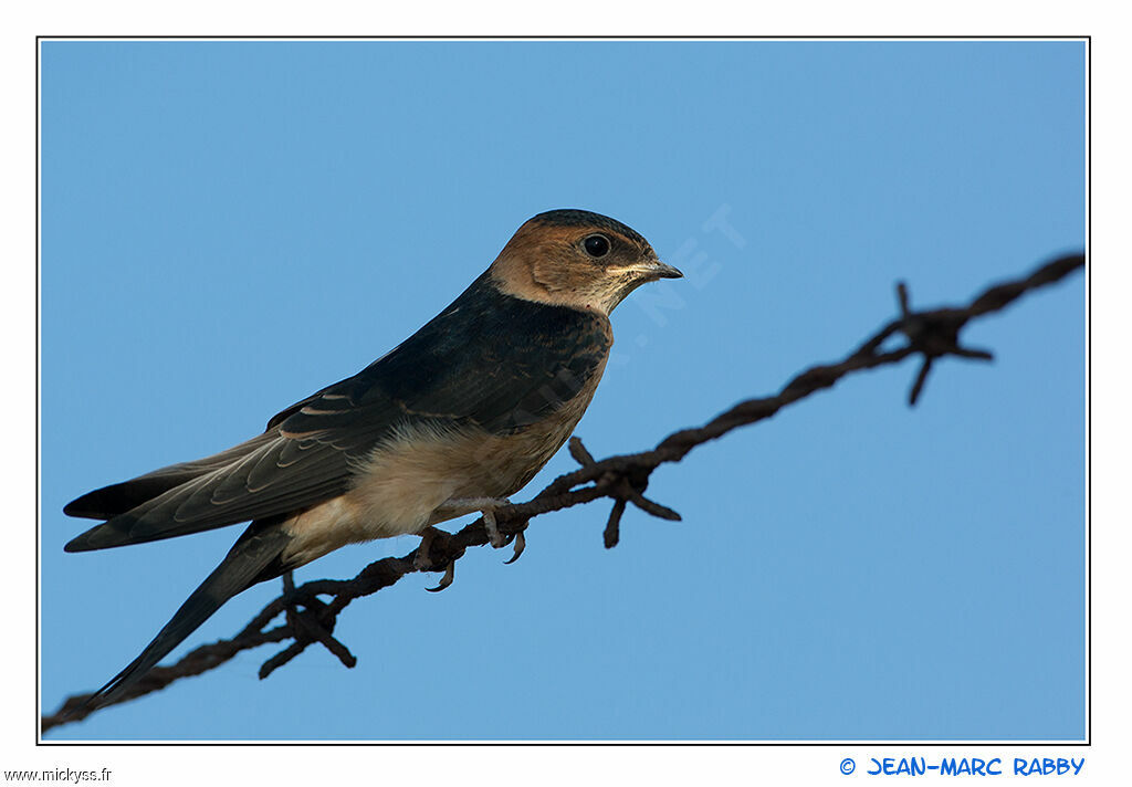 Red-rumped Swallowjuvenile