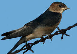 Red-rumped Swallow