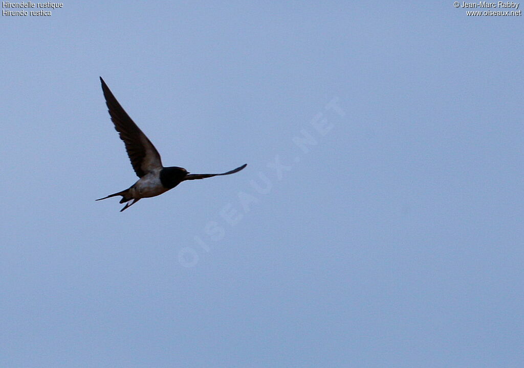 Barn Swallow