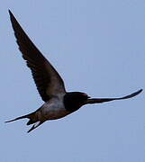 Barn Swallow