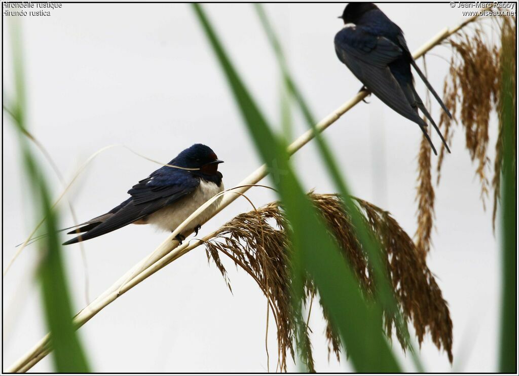 Barn Swallow, identification