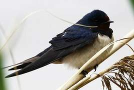 Barn Swallow