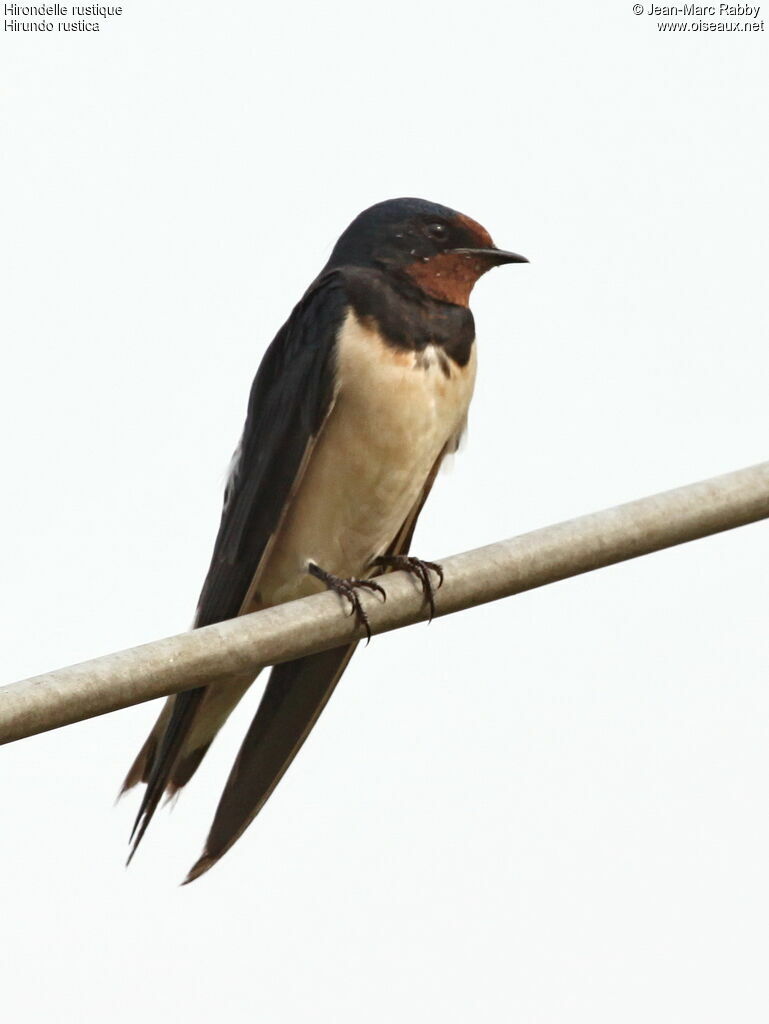 Hirondelle rustique, identification