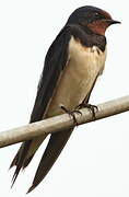 Barn Swallow