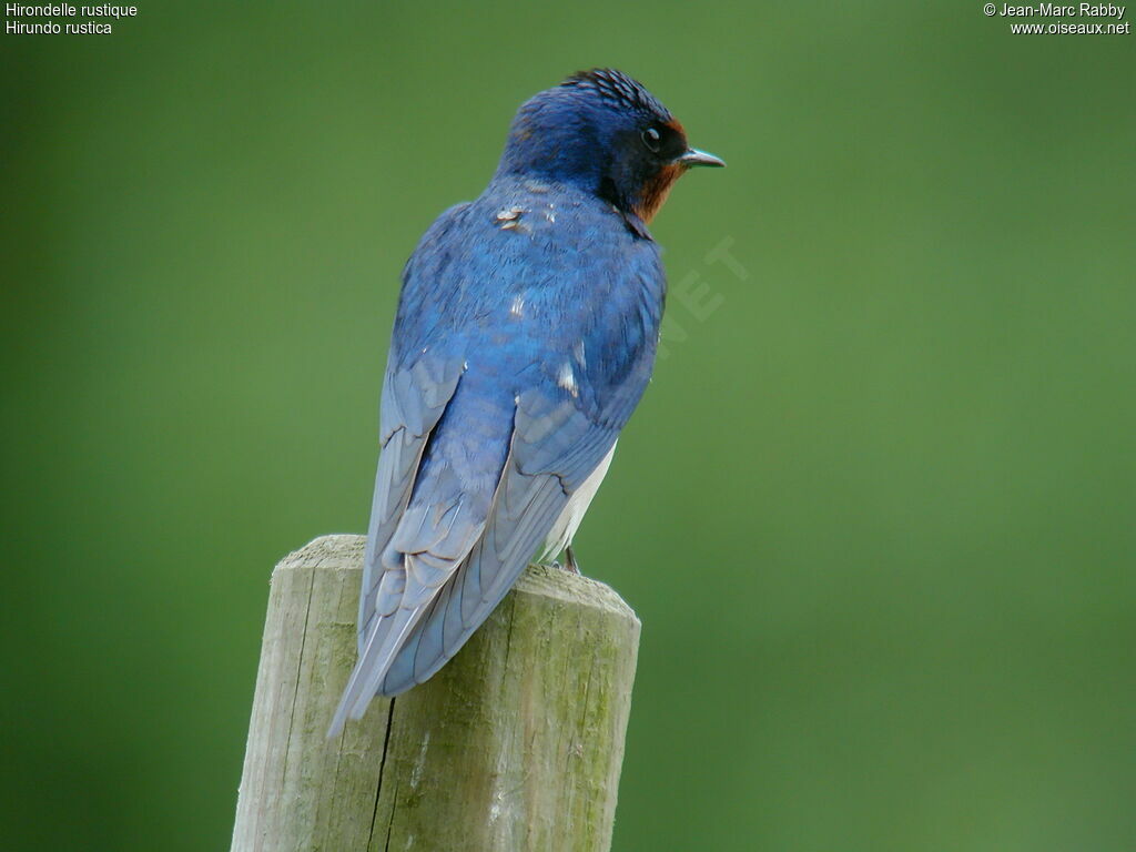 Hirondelle rustique, identification