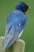 Barn Swallow