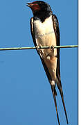 Barn Swallow