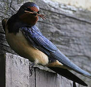 Barn Swallow