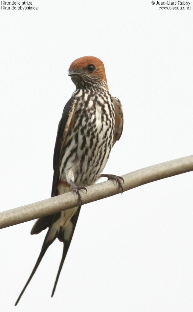 Hirondelle striée, identification