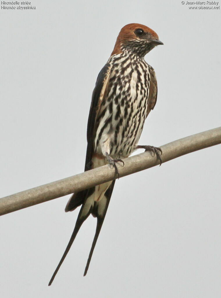 Hirondelle striée, identification