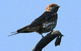 Lesser Striped Swallow