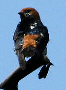 Lesser Striped Swallow