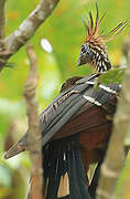 Hoatzin