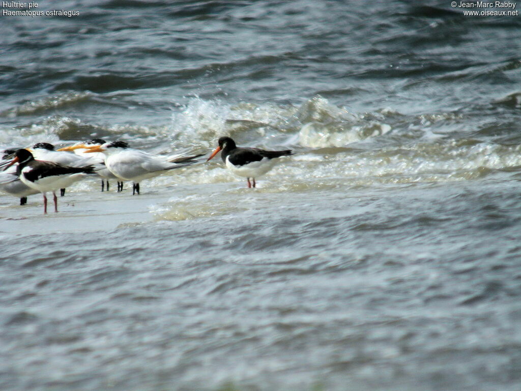 Eurasian Oystercatcher, identification