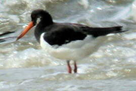 Eurasian Oystercatcher