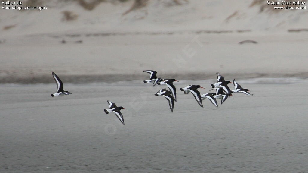 Eurasian Oystercatcher, Flight